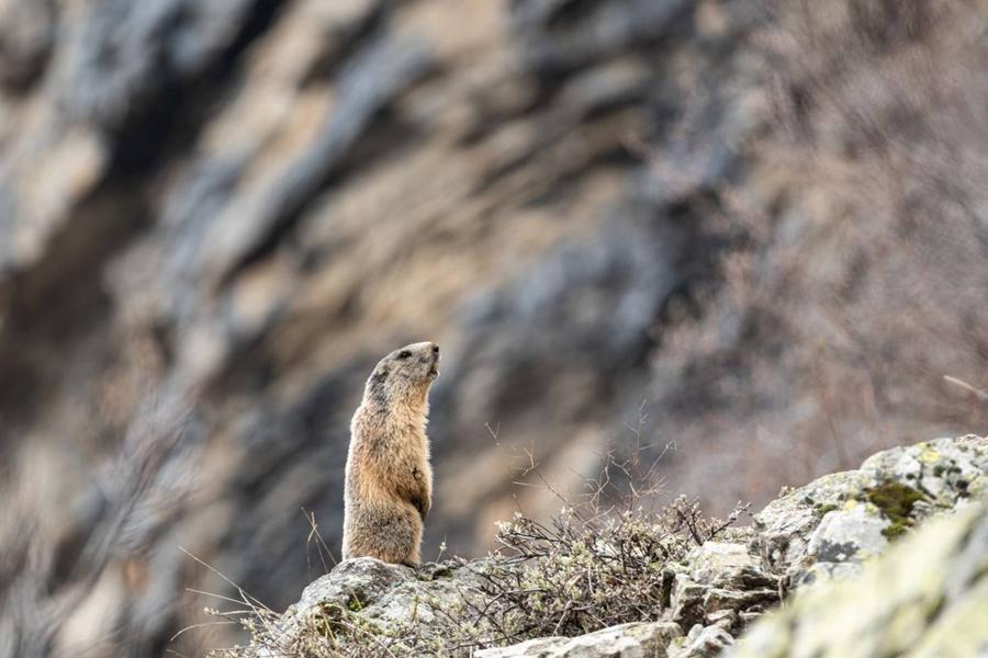Ciné-Casset : 'Les marmottes du grand rocher'