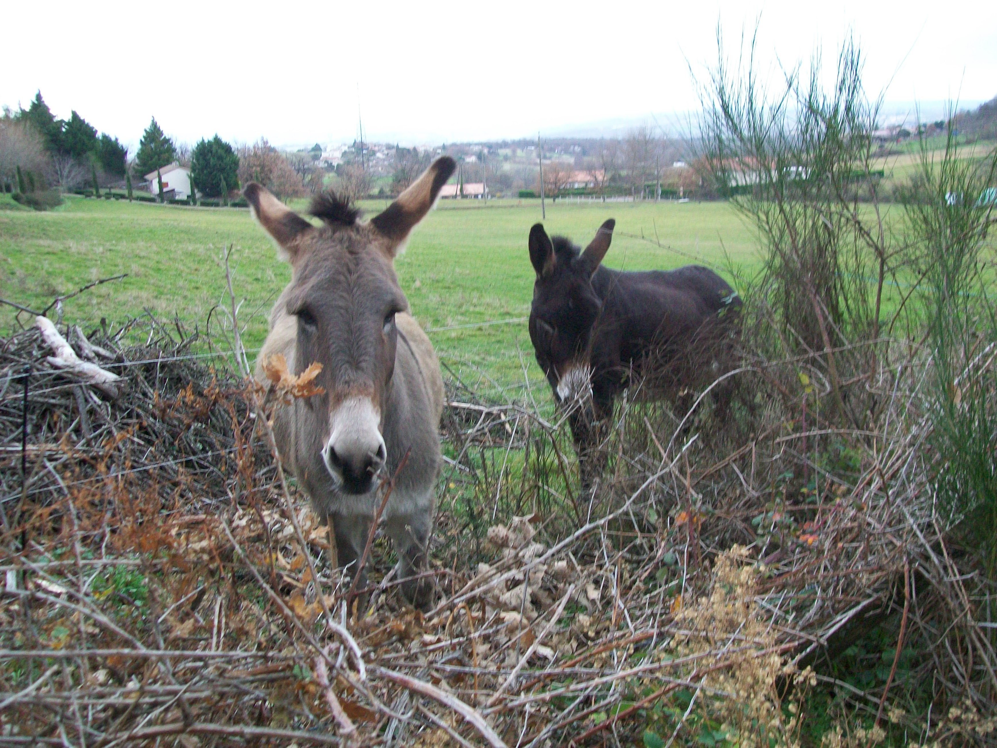Frédéric Favrolt_Peaugres