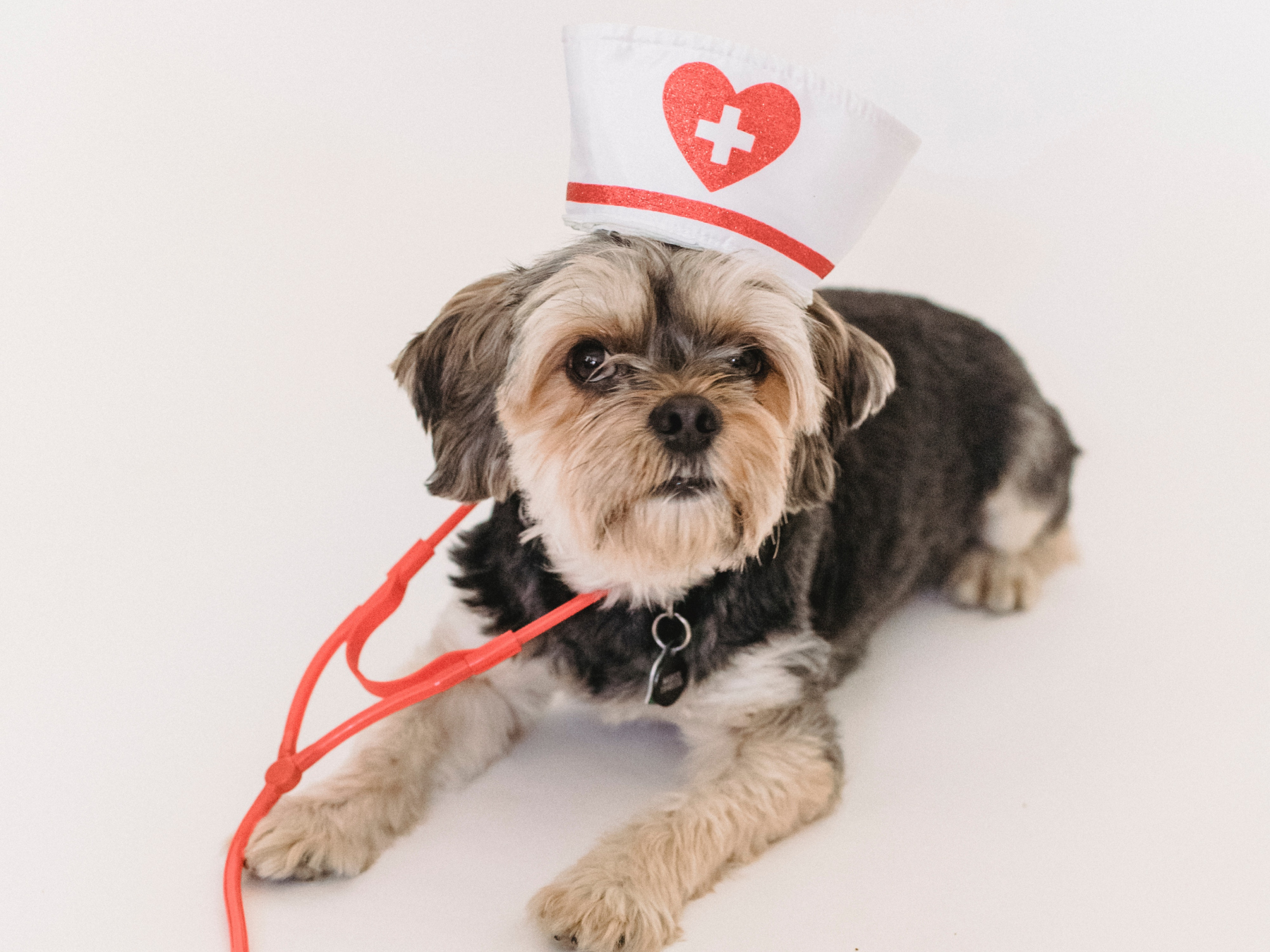 Cabinet vétérinaire Dr. Sicot