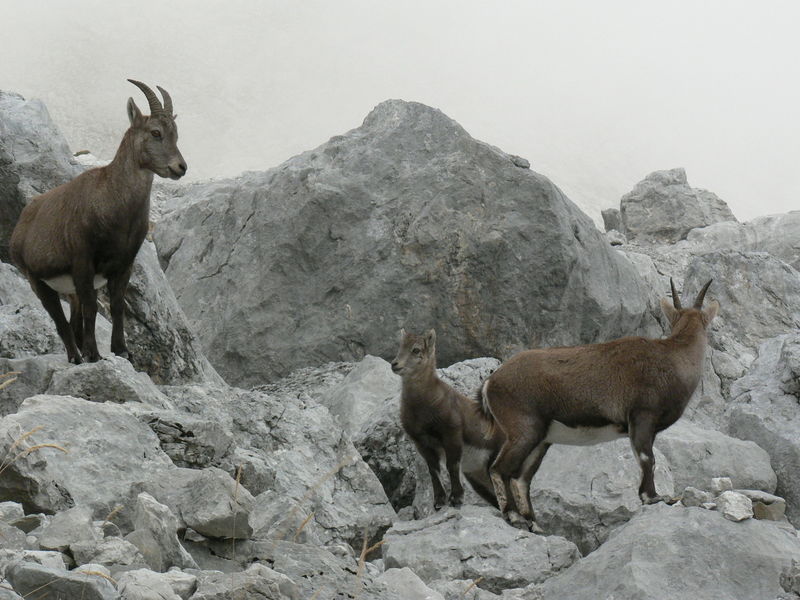 Veillée d'hiver : la faune sauvage