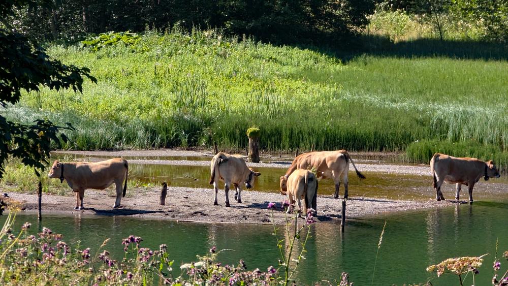 Lac de Vallon_Bellevaux