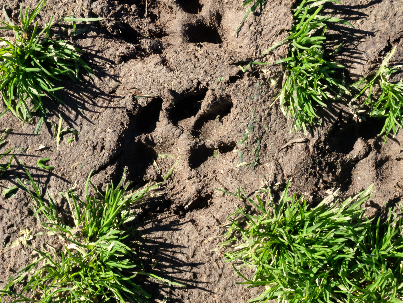 Traces d'animaux