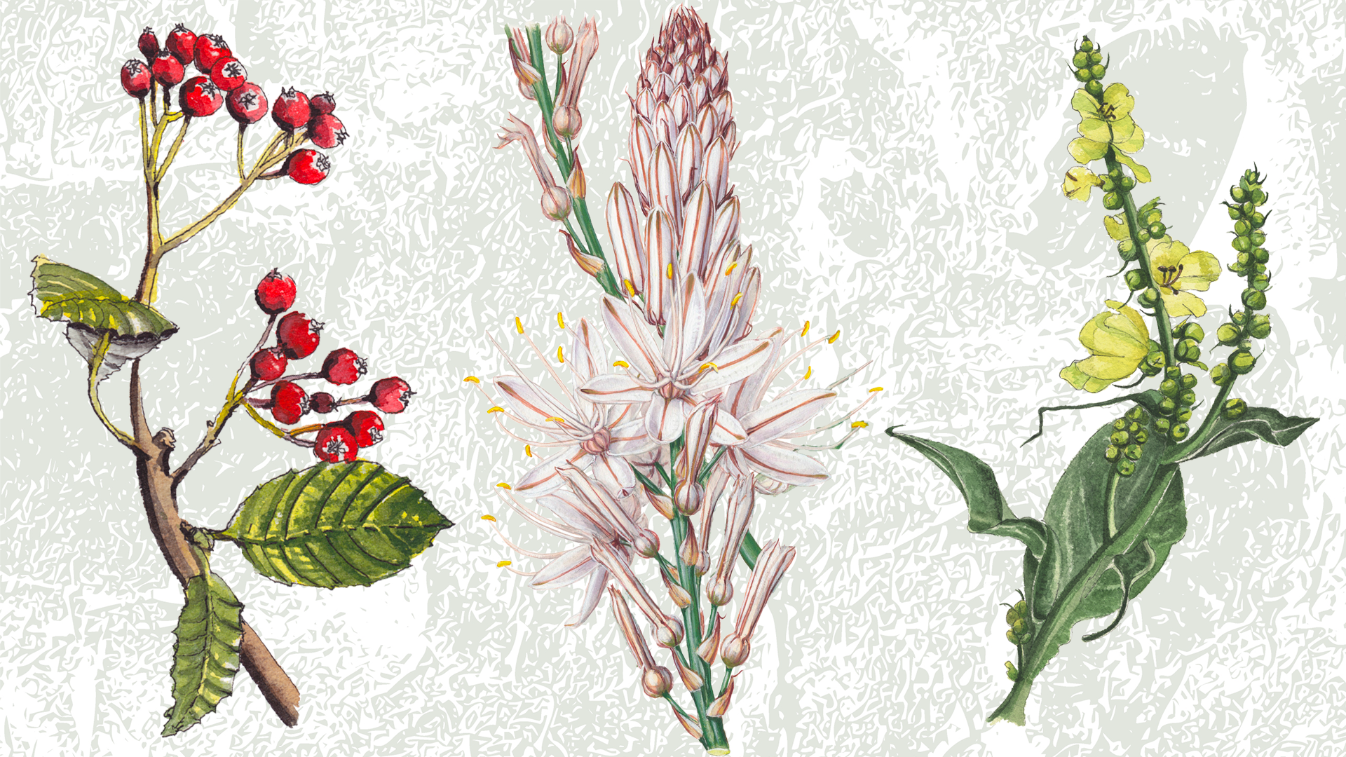 Exposition : Les plantes qui soignent_Le Vigan