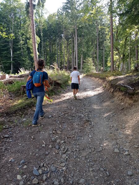 sentier pédestre : balade au Bois de Fessy