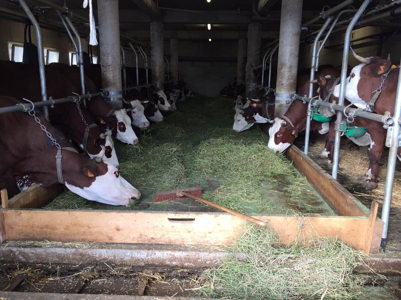 Etable Ferme des 3 Petits Coeurs