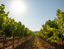 Les vignes Château de l'Aumérade