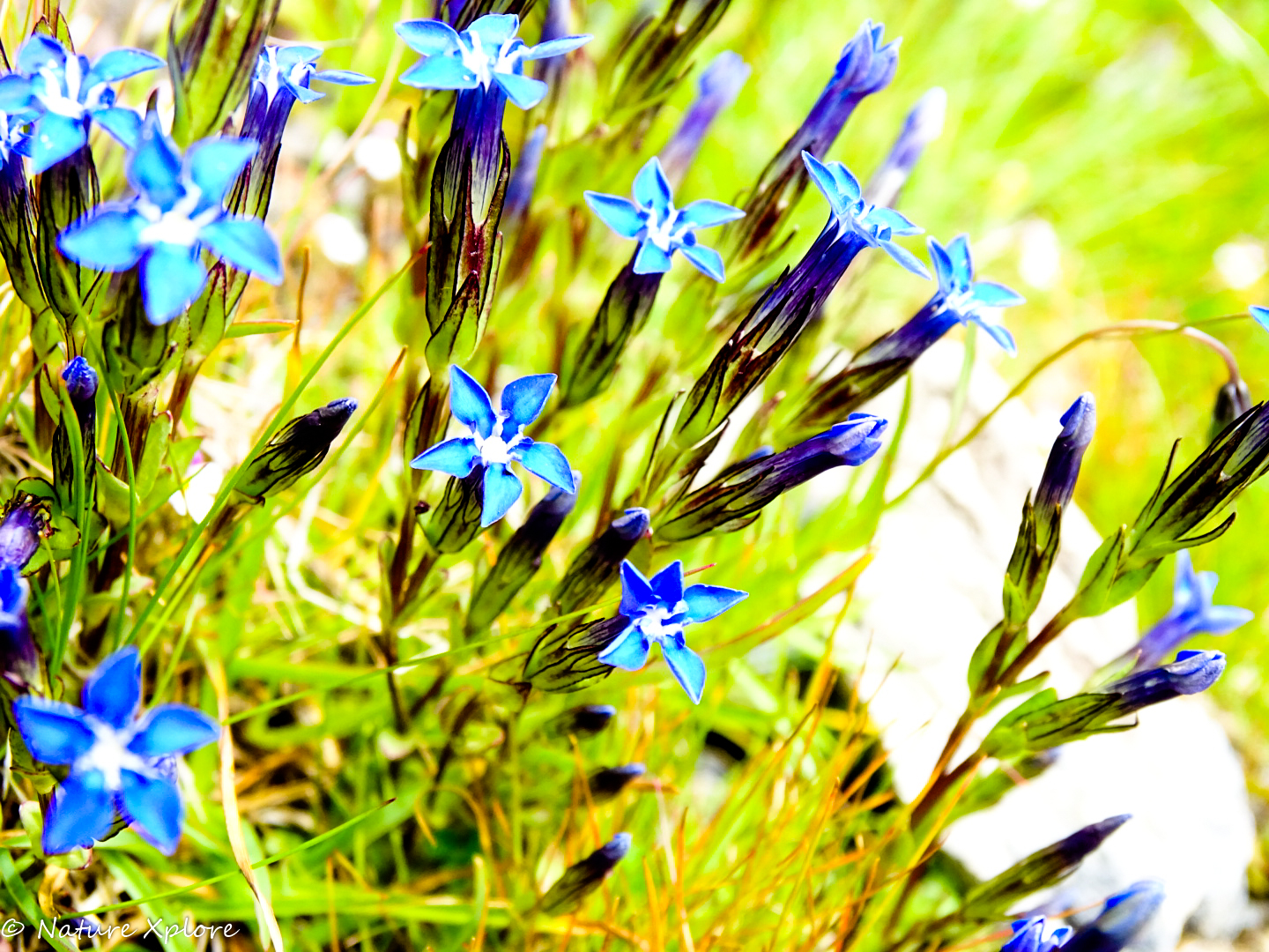 Nature Xplore CROTS