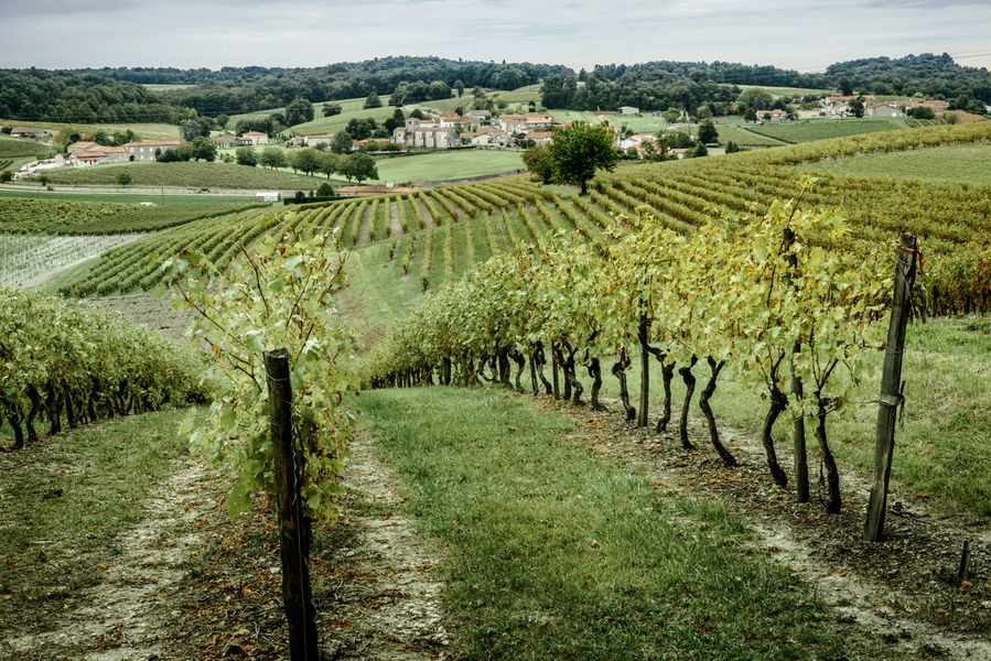 Vineyards in Lonzac - Rémy Martin