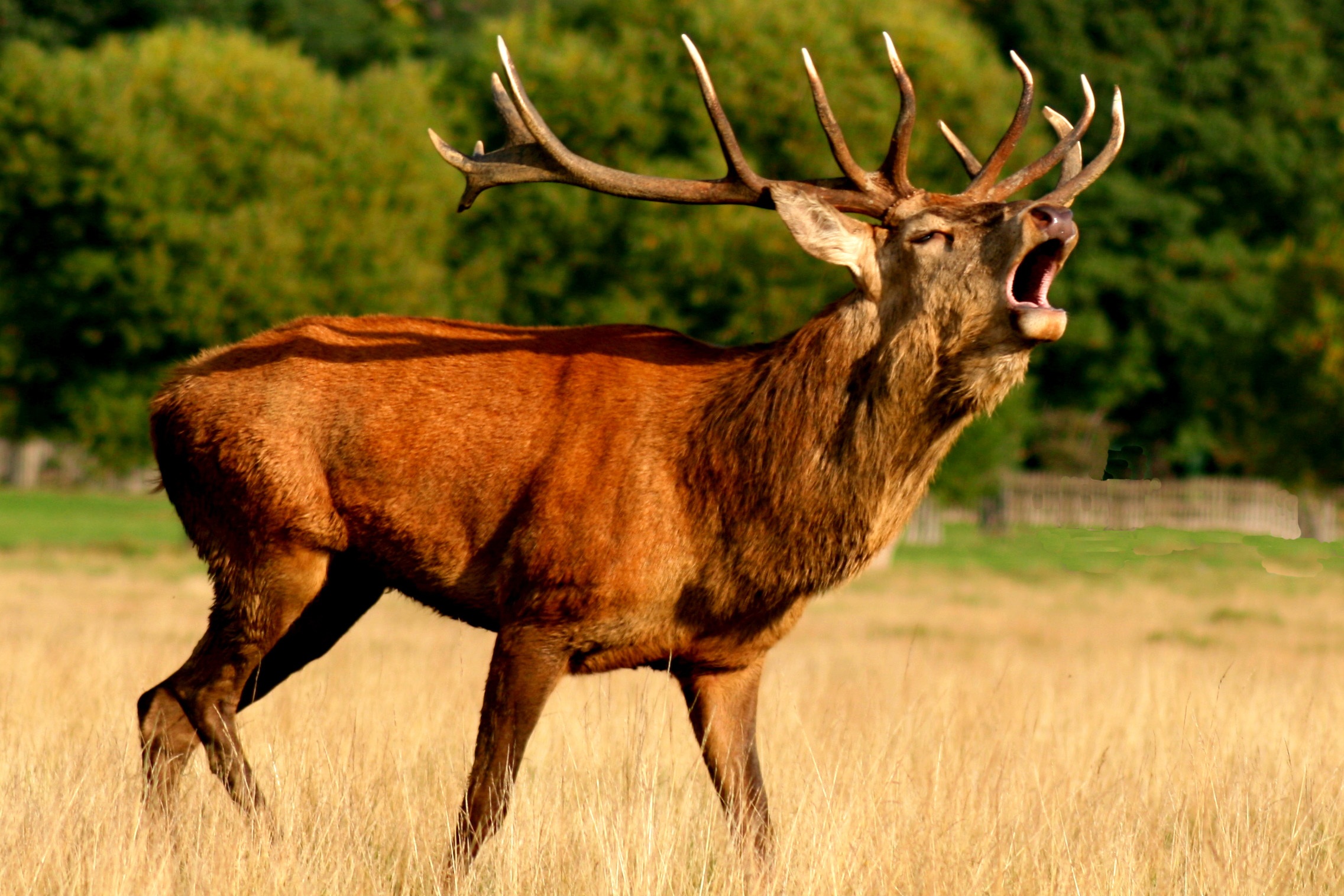 Sortie Brâme du Cerf