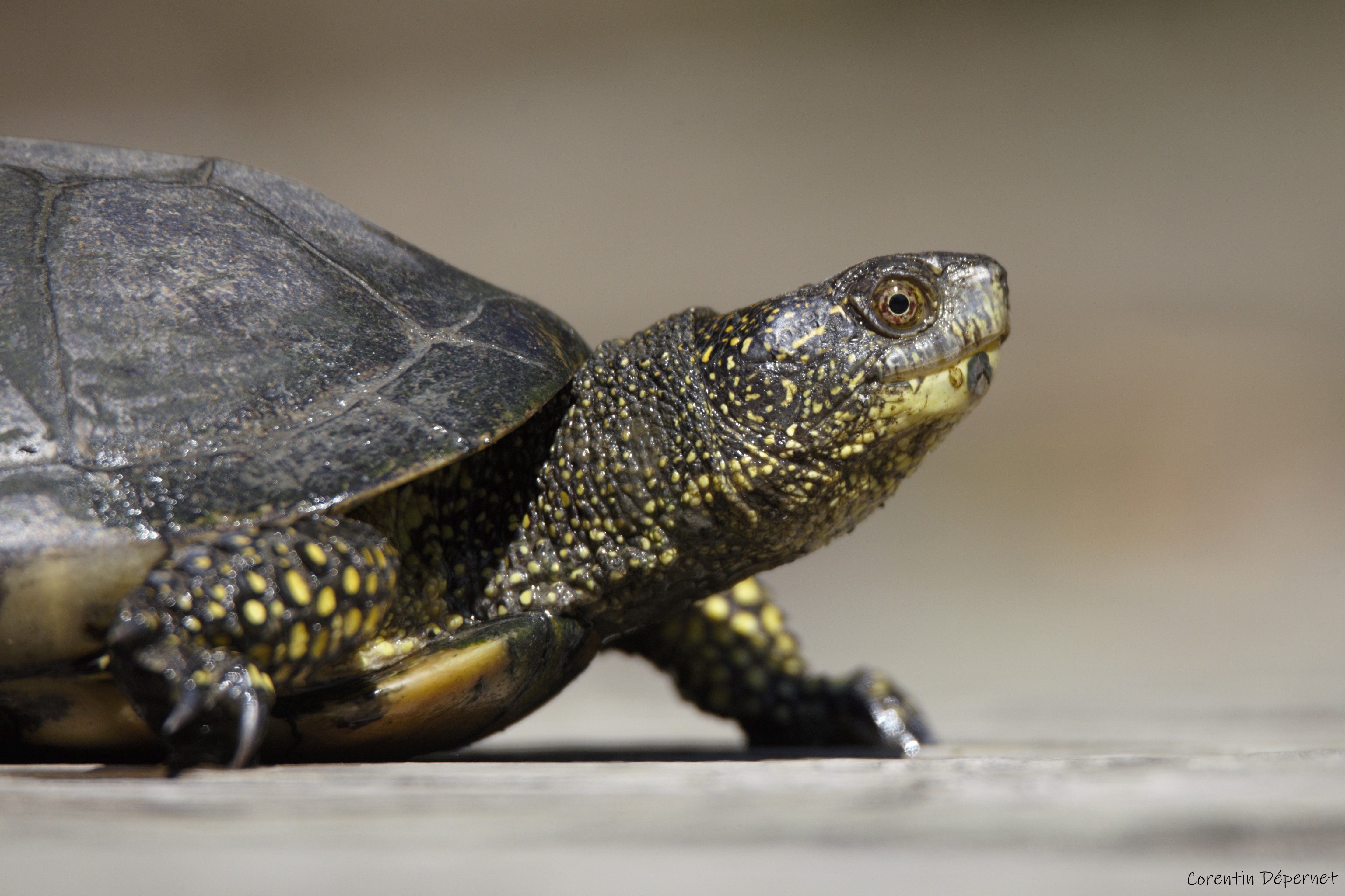A la découverte de la tortue Cistude d’Europe