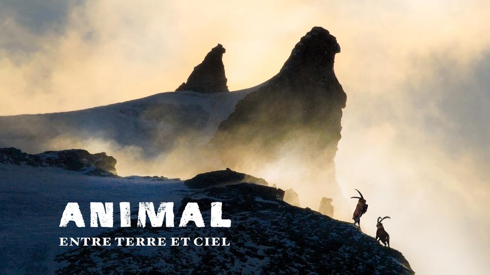 Image Animal Horizontal copie