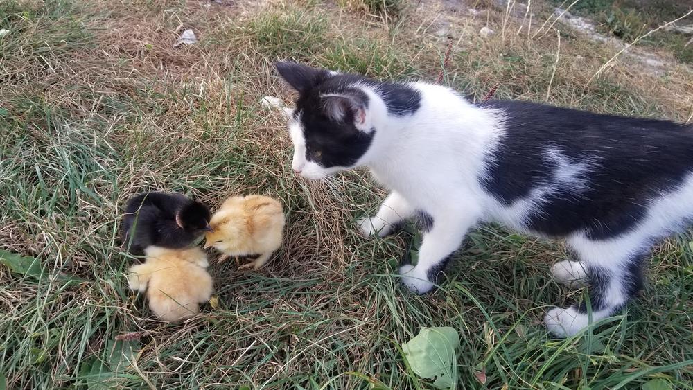 harmonie entre les animaux