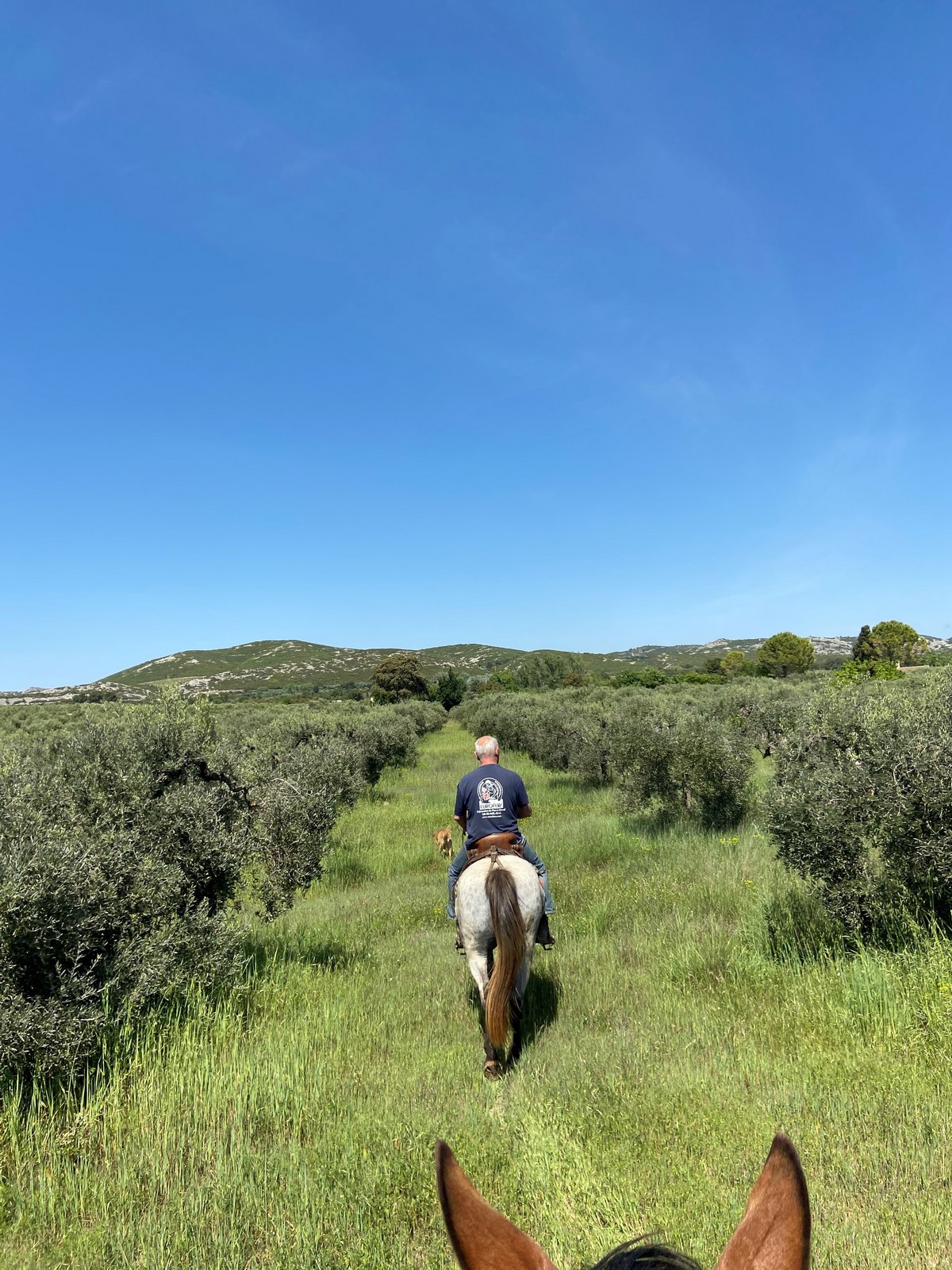 Les Écuries des Hauts de Mouriès, Mouriès - photo 4