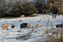 Cochons en hiver