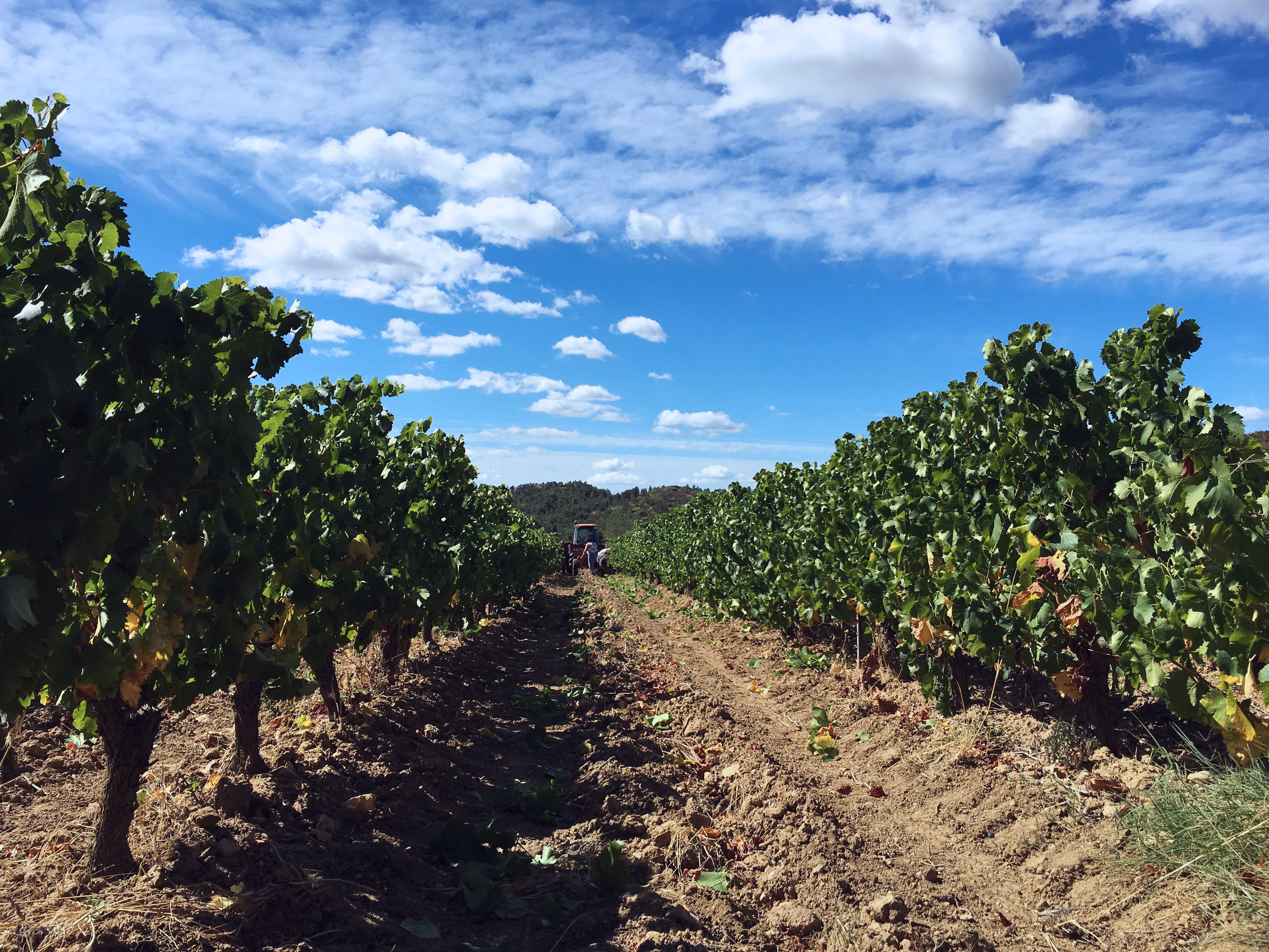 Mas Sainte Berthe - photo 4