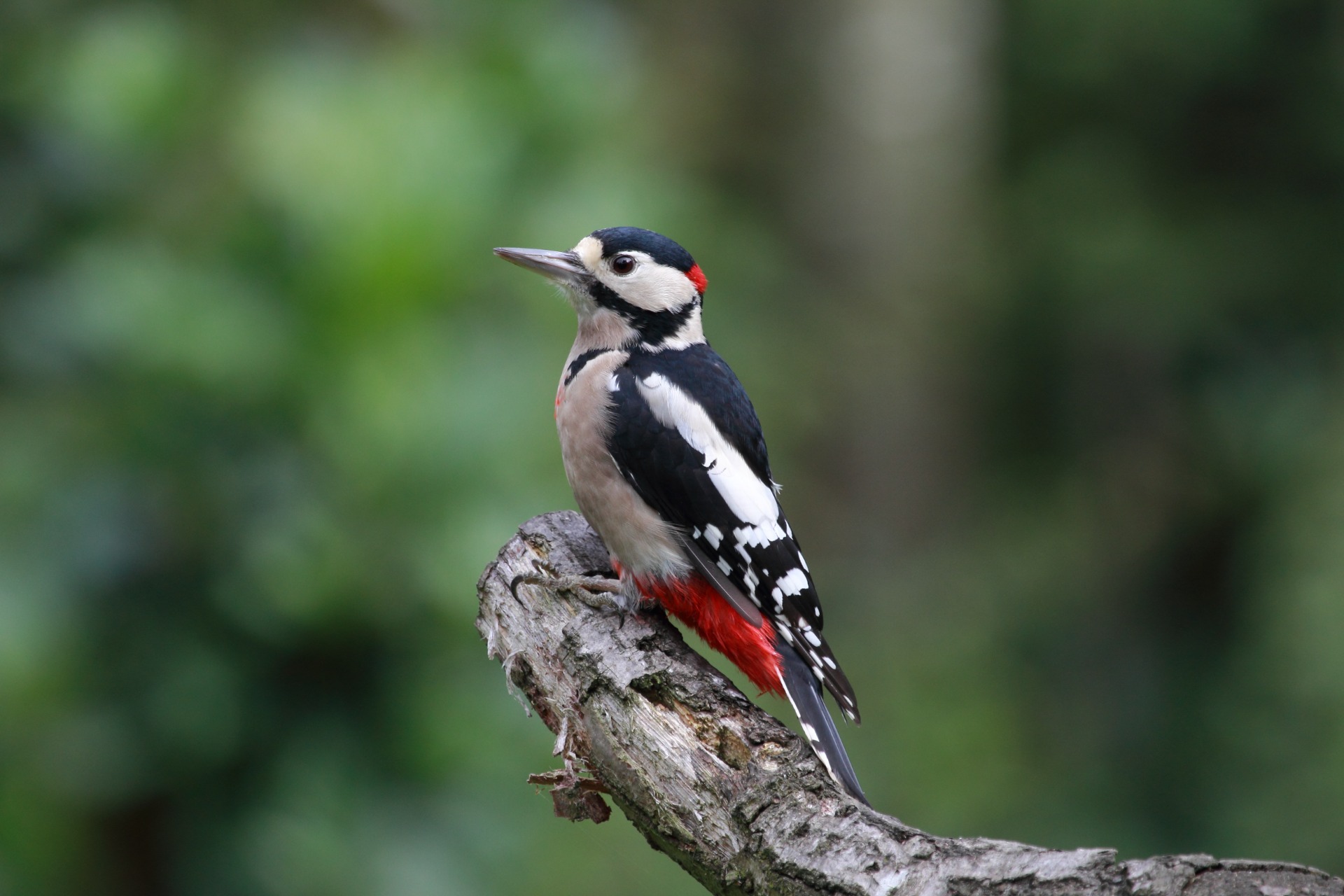Sortie à la découverte des oiseaux du parc la Forêt