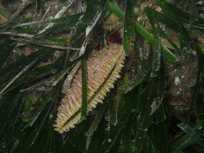 Balade aquatique au jardin des Mattes