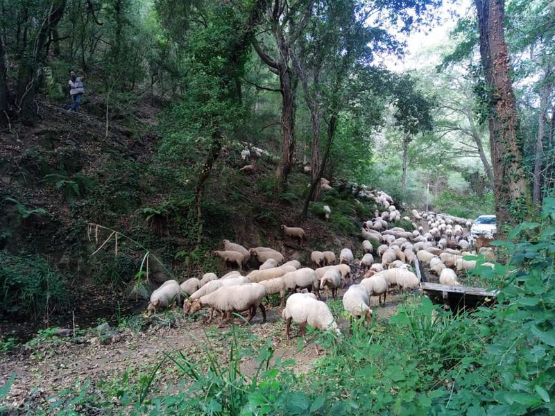 Troupeau dans le massif des Maures