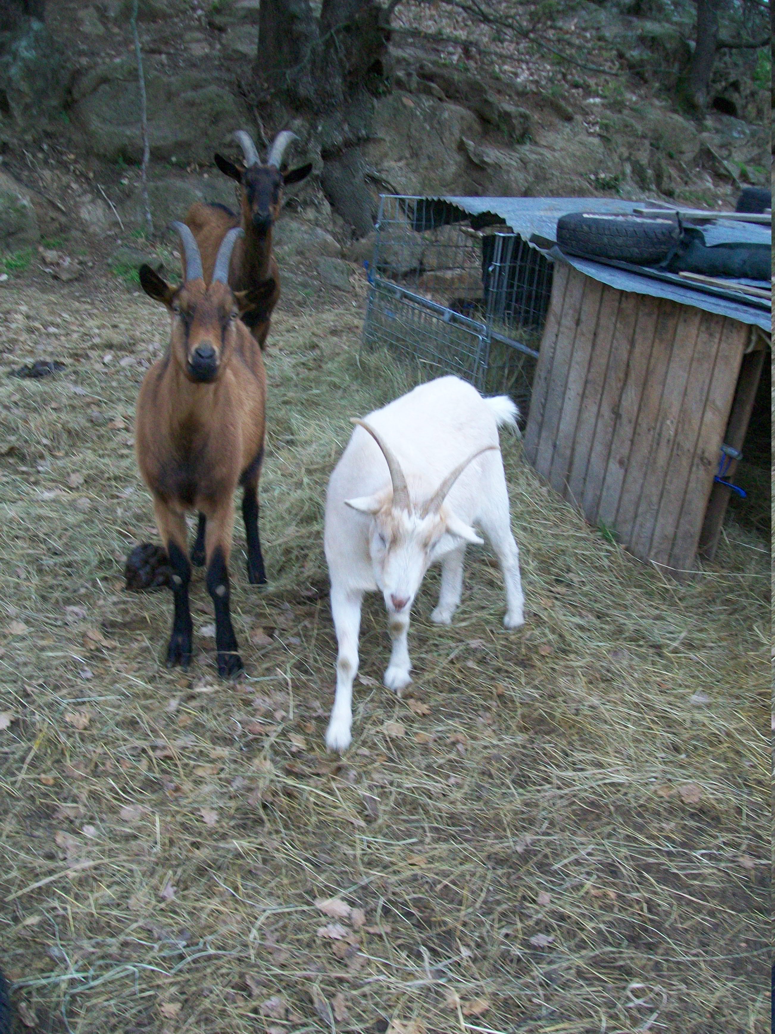 Frédéric Favrolt_Peaugres