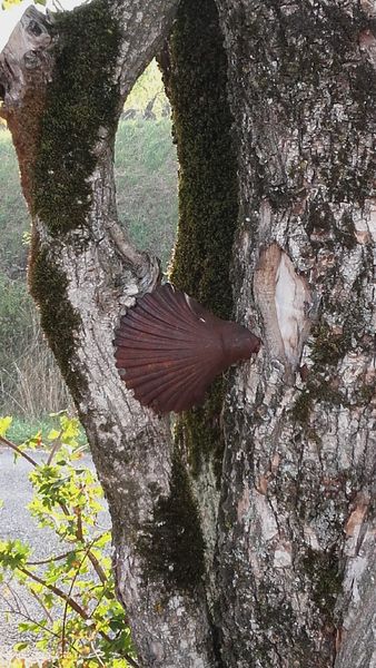 La coquille emblématique du Chemin de St Jacques de Compostelle