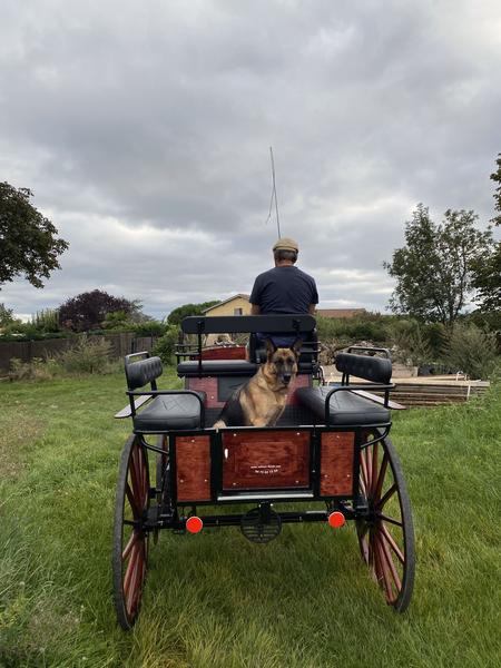 Calèche_Têtes Hautes_STLAURENTD'AGNY