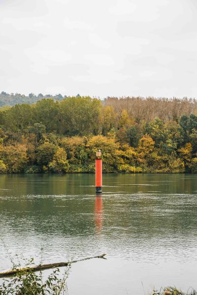 Balades découverte du patrimoine naturel de l'île du Beurre_Tupin-et-Semons