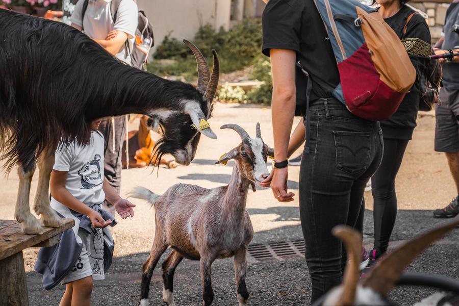 Village des chèvres_Avoriaz