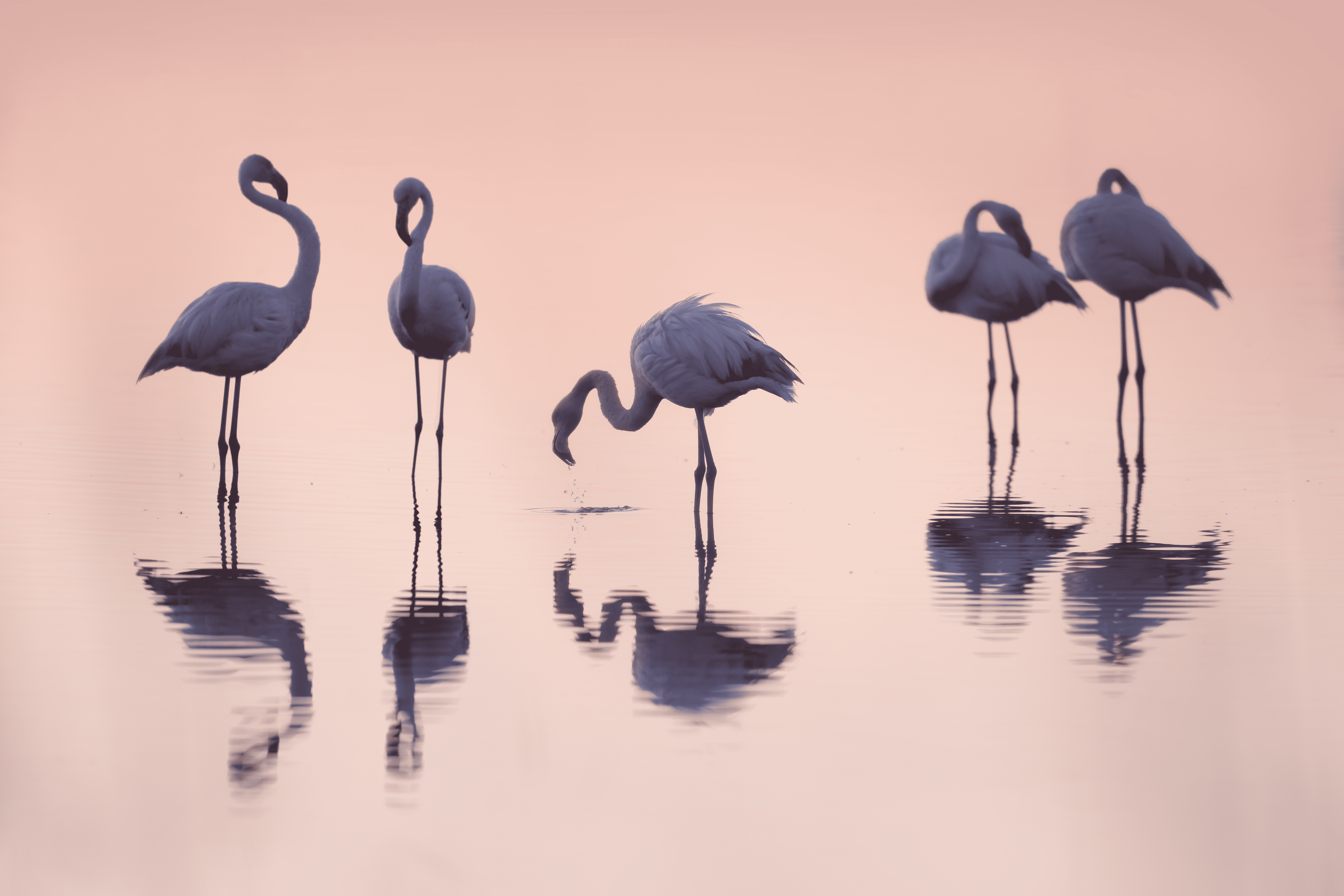 Training : “Flamant Rose” – Pont de Gau Bird Park