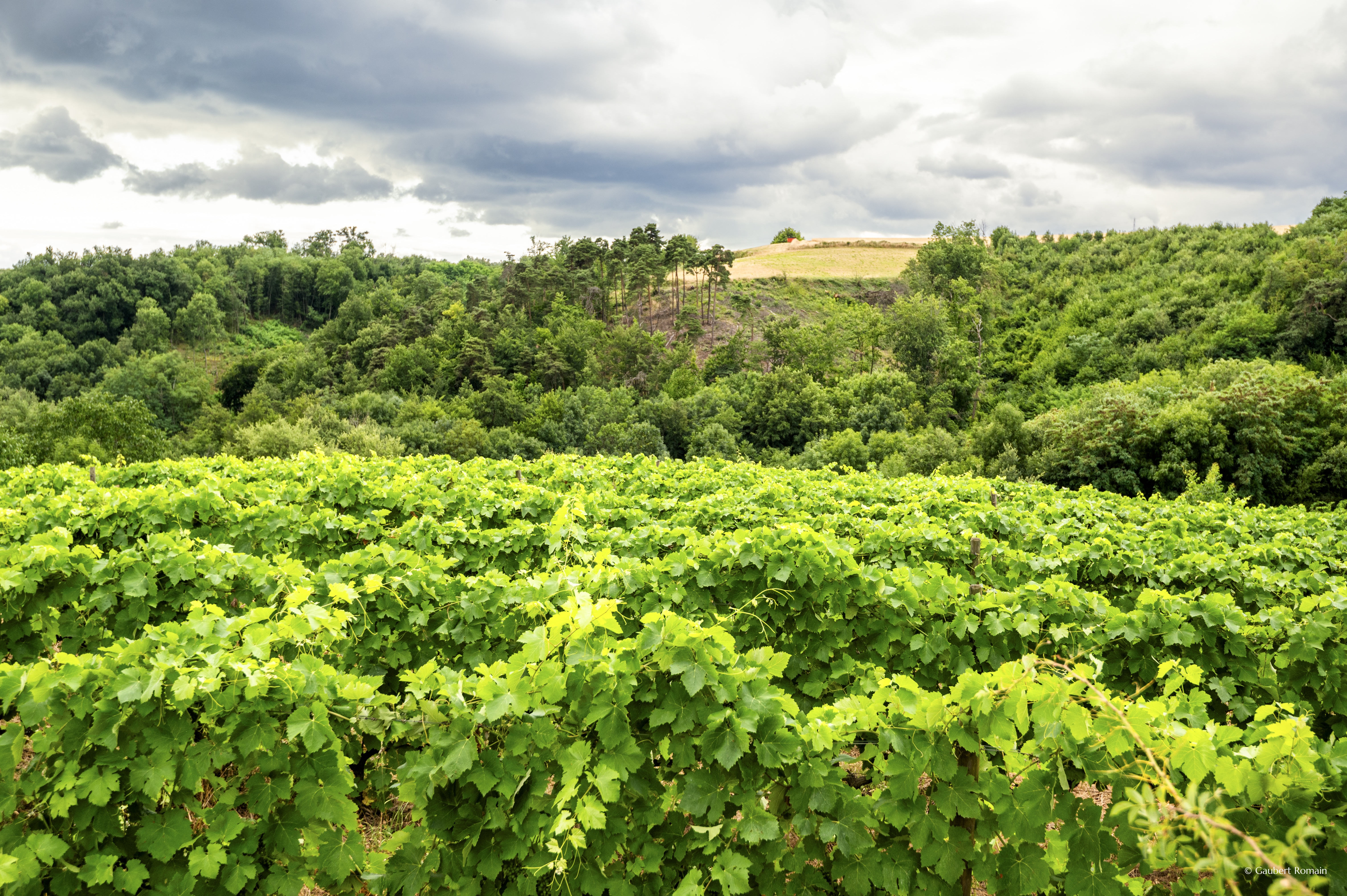 Domaine des Bardes_Eclassan