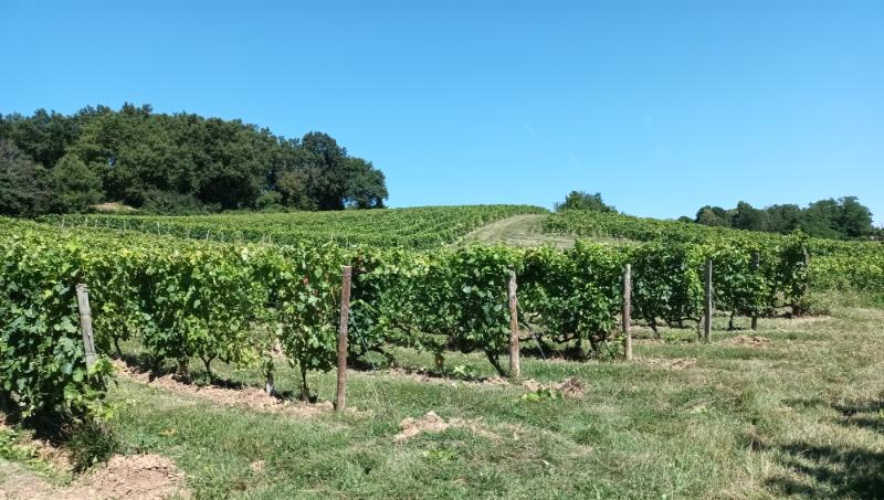 vignoble