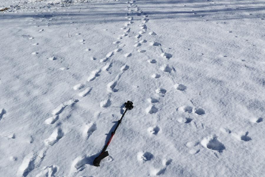Diaporama sur les loups à Aussois