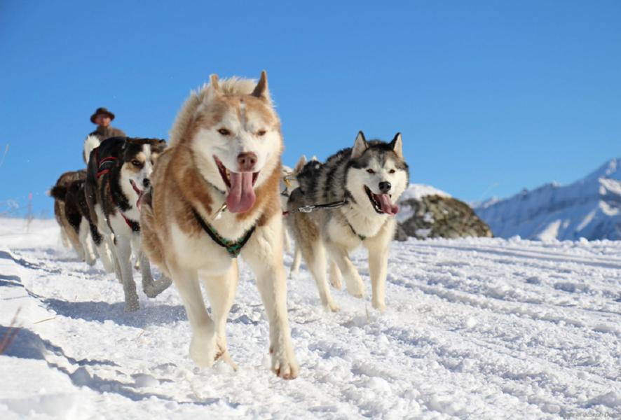 Dog sledging in winter with White Forest