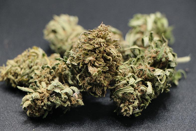 Chanvre du Rocher_Roquebrune-sur-Argens