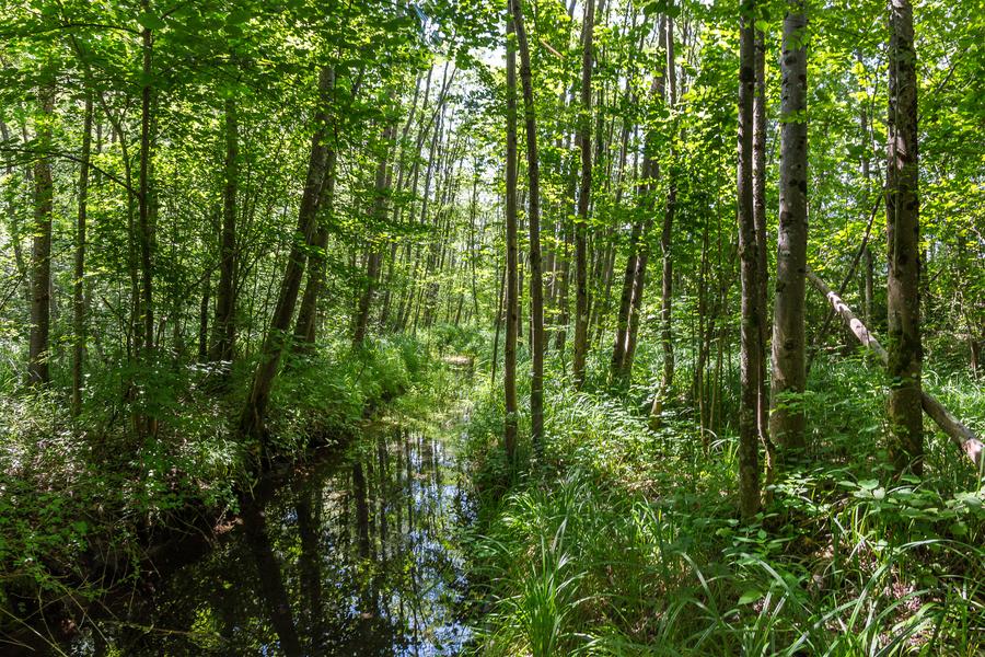Explorons la forêt du marais de Vieille Morte_Le Bourg-d'Oisans