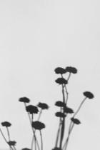 Atelier paysage d'ombres_Charlieu