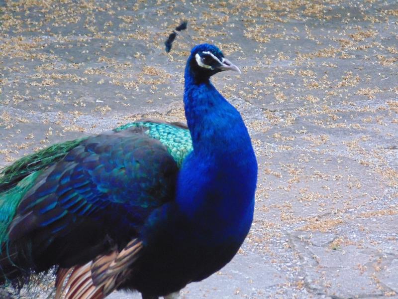 Le Clos Dauphin à La Balme les Grottes - Balcons du Dauphiné - Isère