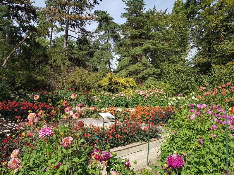 Dahlias_1 