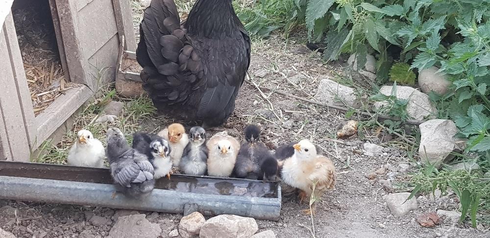 La petite famille est de sortie