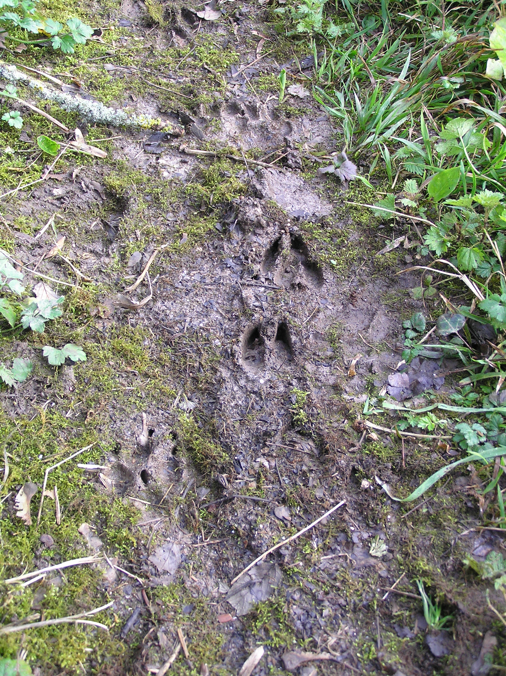 A qui est cette trace ?