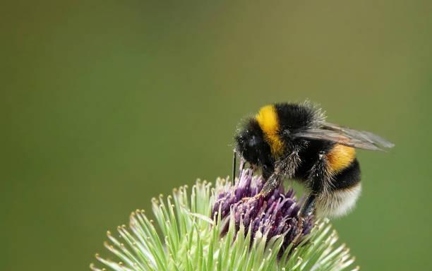 Biodiversité - Jardin