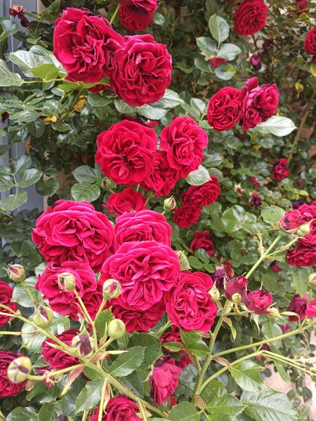 http://Fête%20de%20la%20rose%20de%20Pérouges