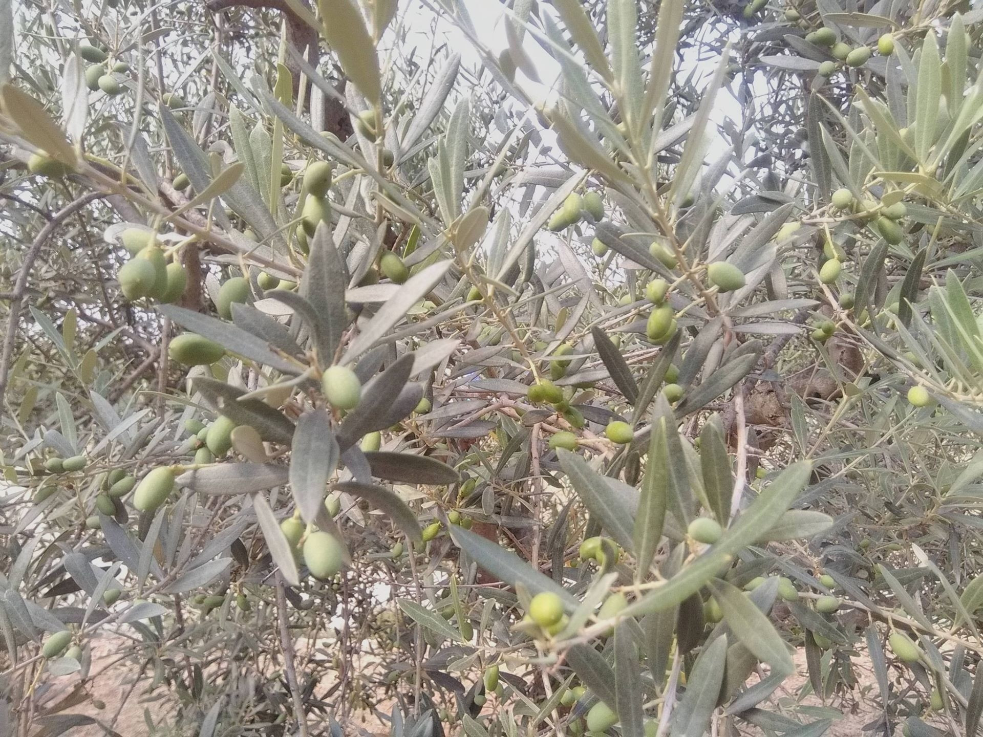 Moulin à Huile et ferme de la Cauvine
