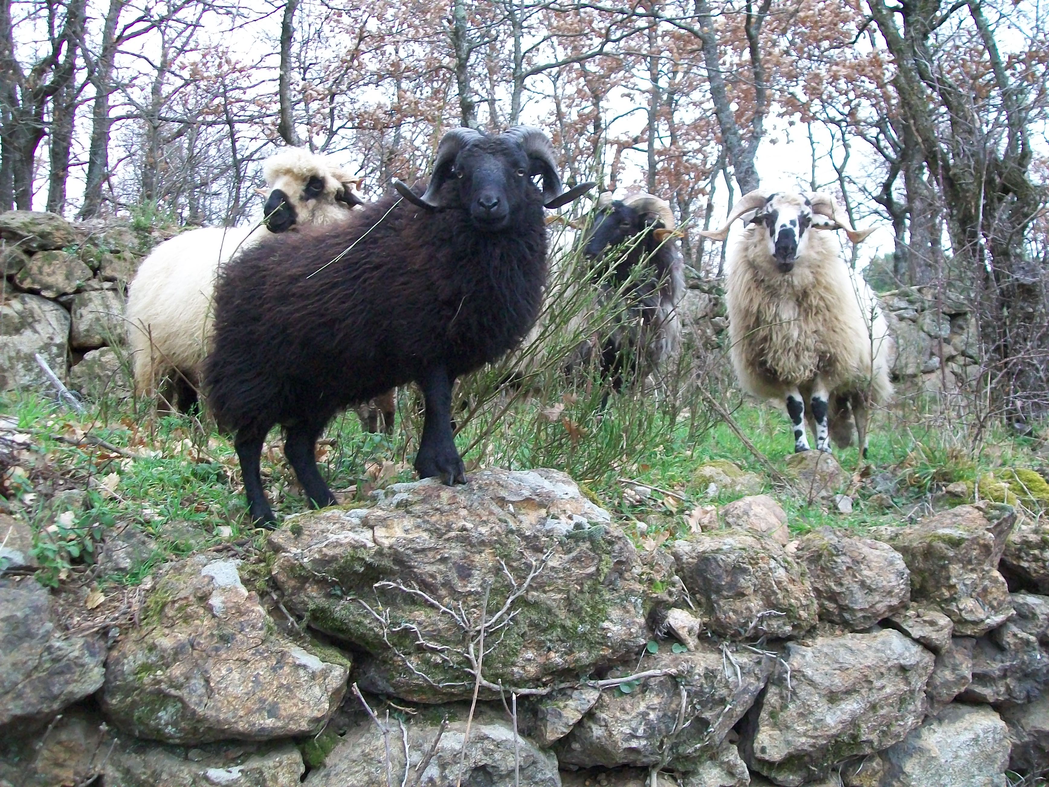 Frédéric Favrolt_Peaugres