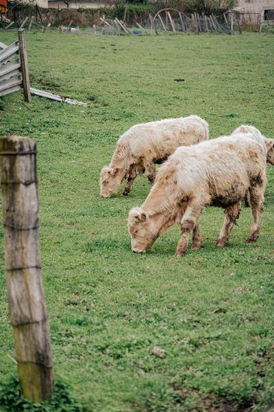 Circuit pédestre des Curistes - 2h - Départ Office de Tourisme_Saint-Martin-d'Uriage