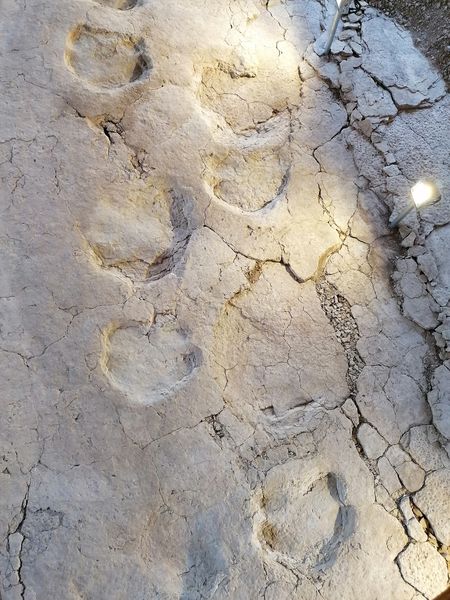 Dinoplagne® : empreintes