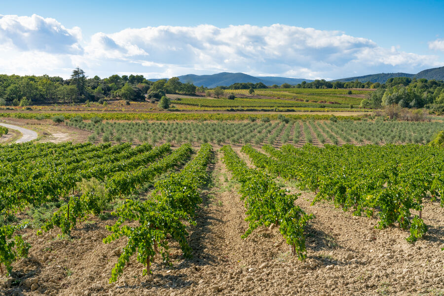 Sentier Vigneron Cucuron