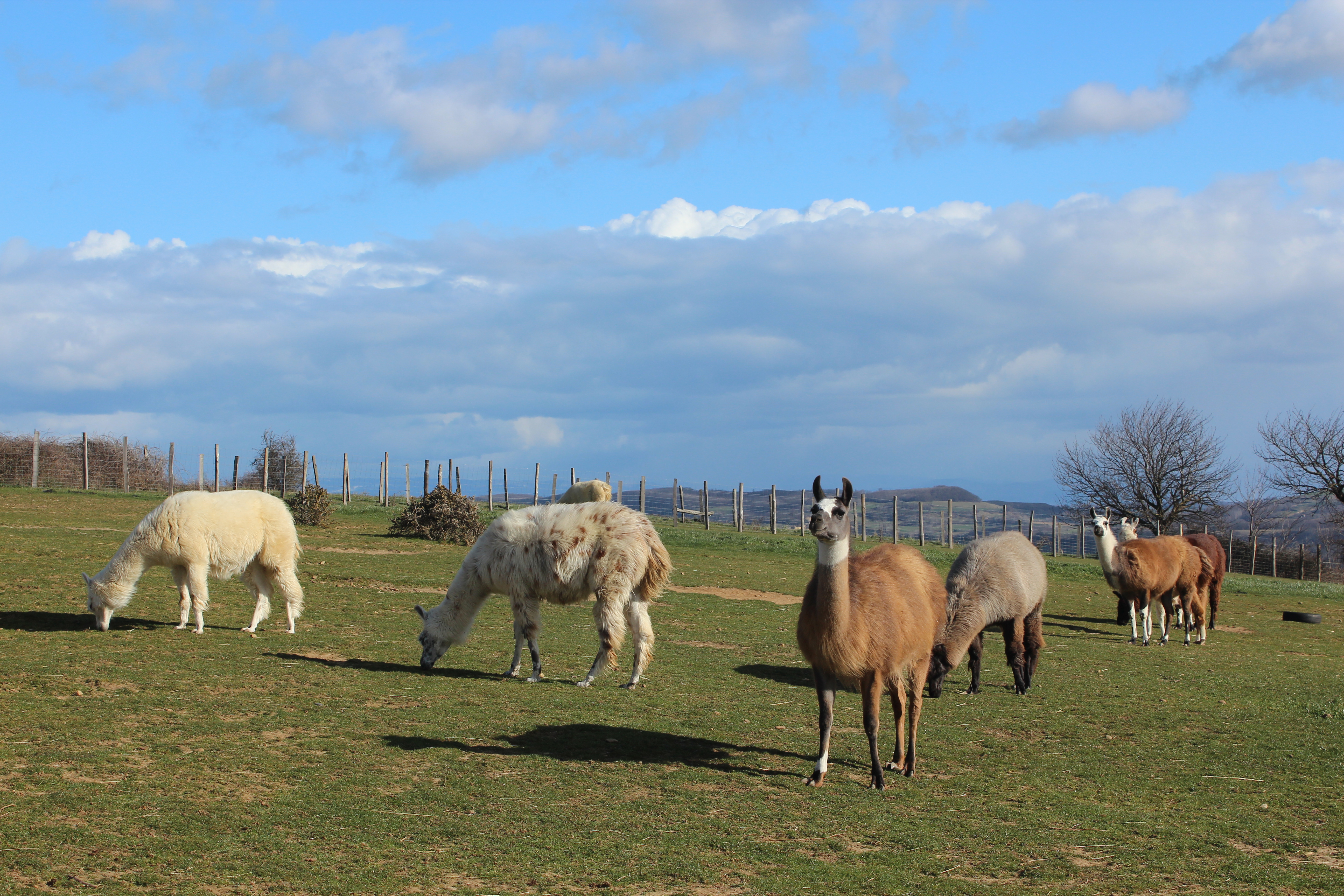 Au coeur d'un élevage de lamas