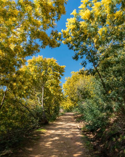 Le mimosa au cœur des Petites Maures_Les Issambres (Roquebrune sur Argens)