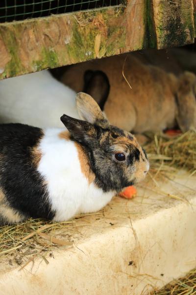 Visite de l'Arche de Julie