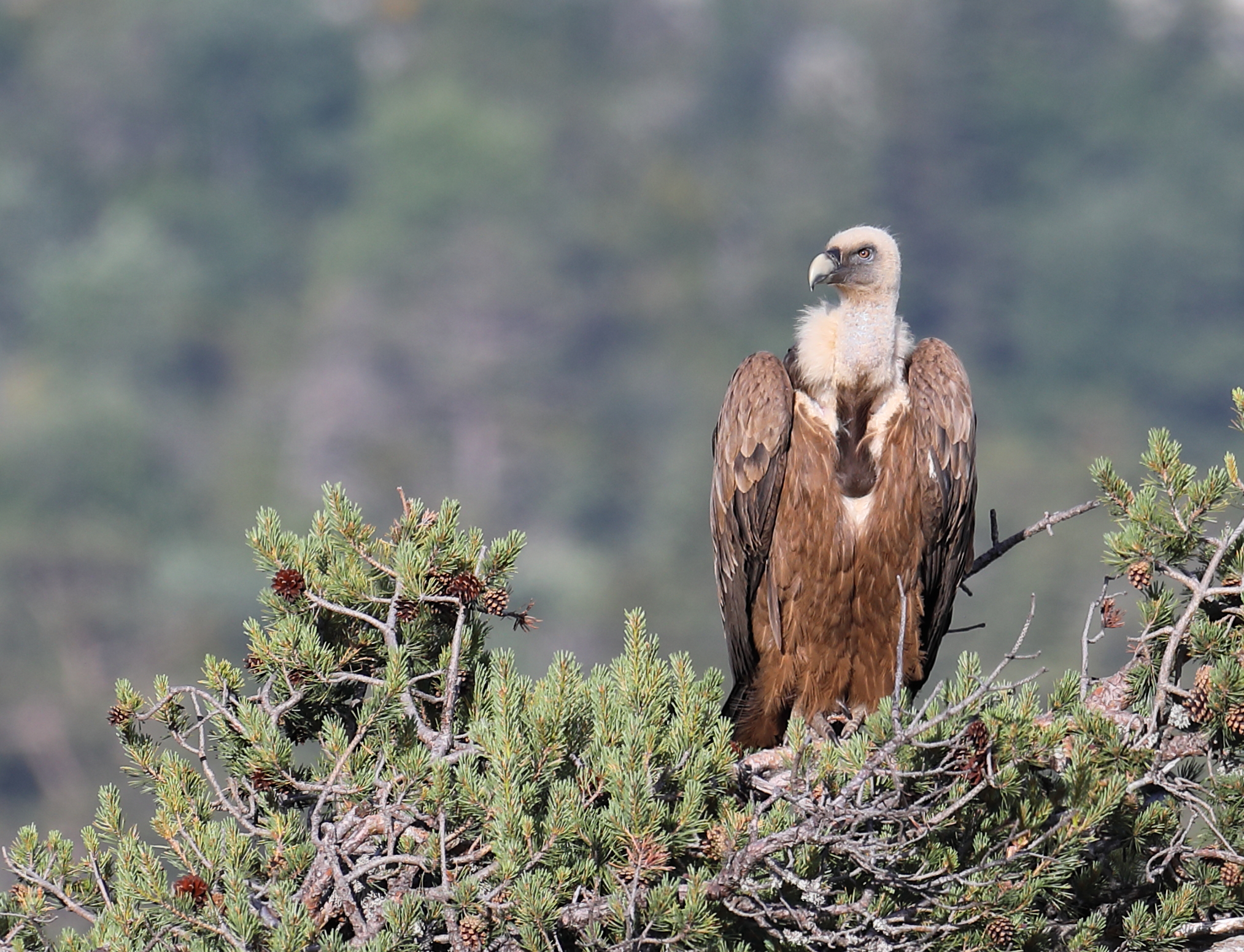 Séjour ornithologique Les rapaces du Géoparc de HauteProvence à — free download